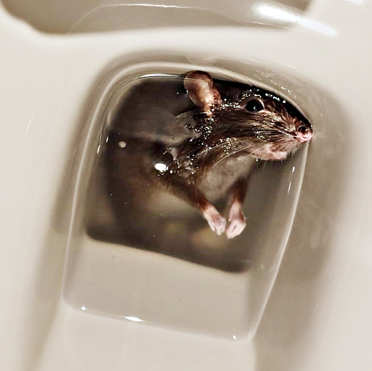 Rat remontant des toilettes à Bruxelles à cause d'une défaillance dans les canalisations