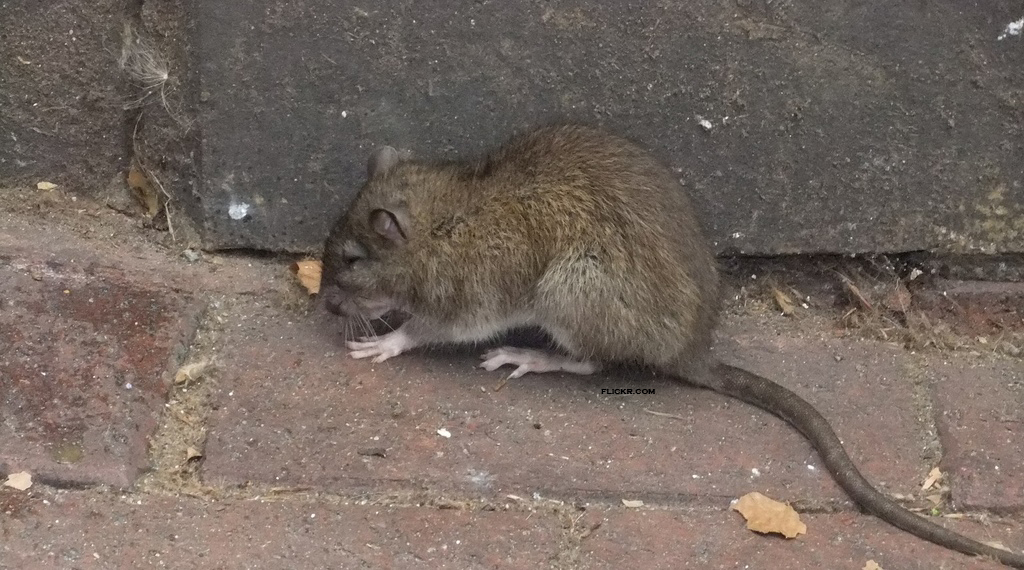 Rat à Bruxelles