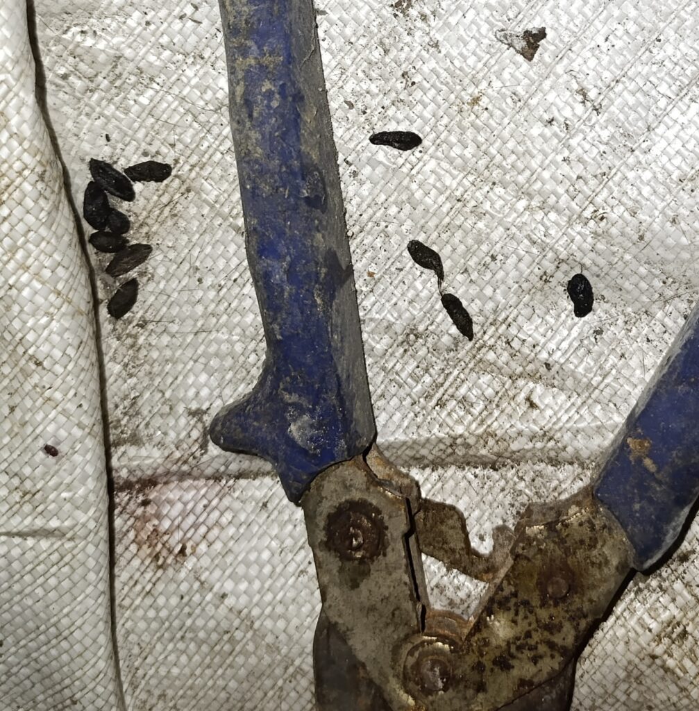 Crottes de rats dans une cave à Bruxelles – preuve d’infestation Crottes de rats visibles dans une cave bruxelloise, signe d’une infestation détectée par Clean Vermine.